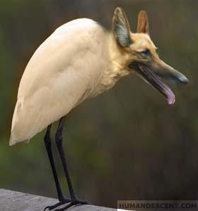 Kloonfoutjes5.jpg