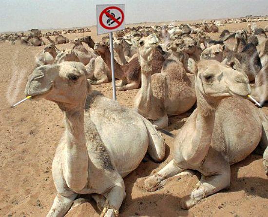 camel.jpg