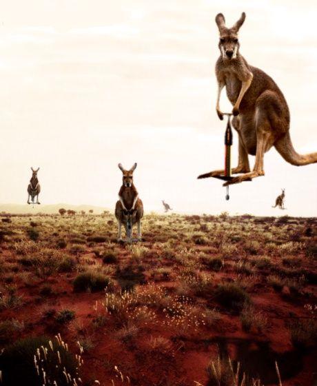 kangaroe.jpg