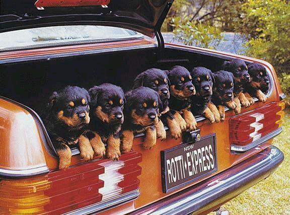 pupies.jpg