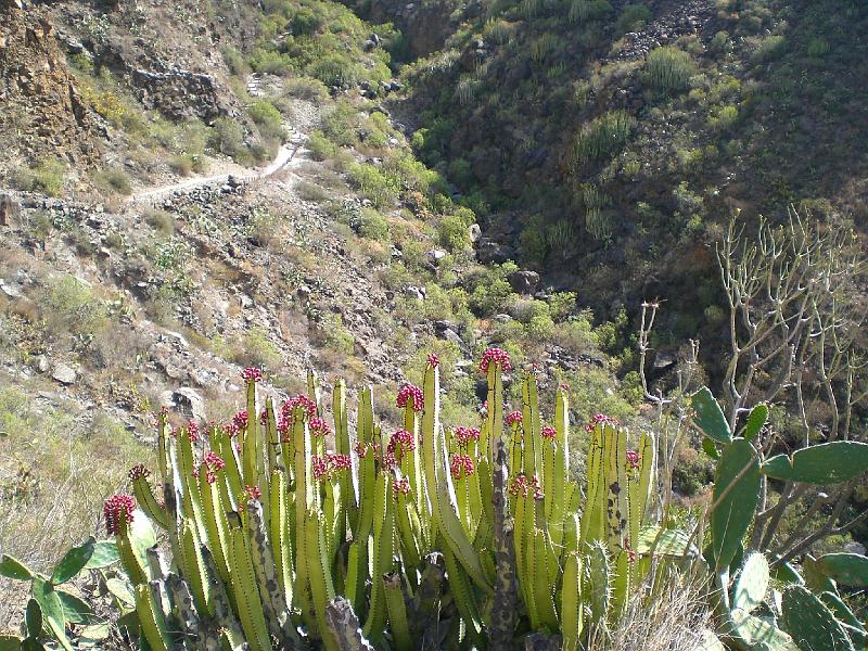20080529_104758_tenerife_barranco_del_infierno_eb.jpg