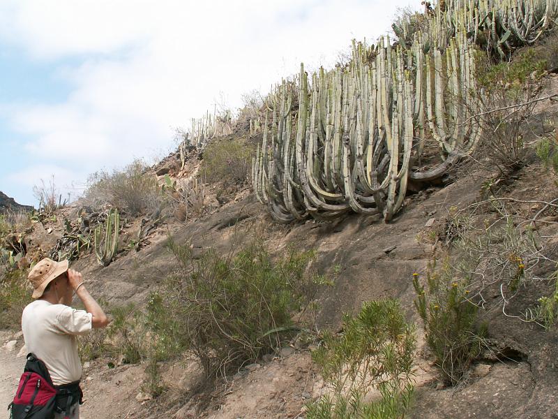 20080529_112317_tenerife_barranco_del_infierno_hb.jpg