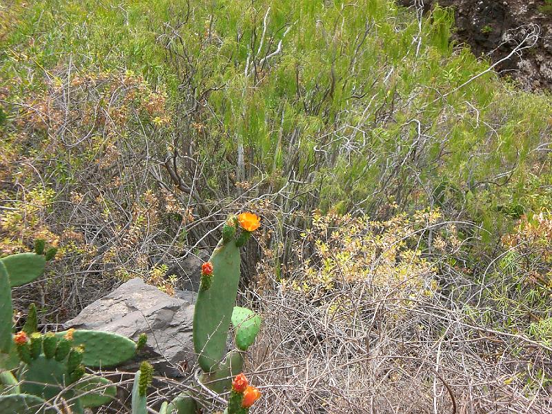 20080529_113752_tenerife_barranco_del_infierno_eb.jpg