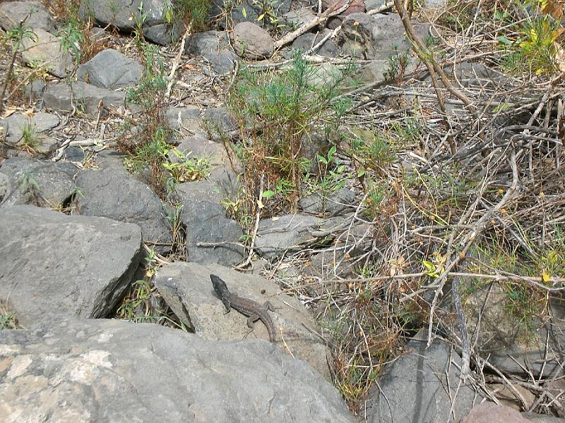 20080529_115425_tenerife_barranco_del_infierno_eb.jpg