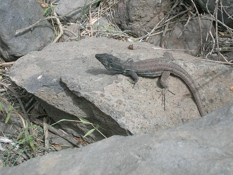 20080529_115438_tenerife_barranco_del_infierno_sb.jpg