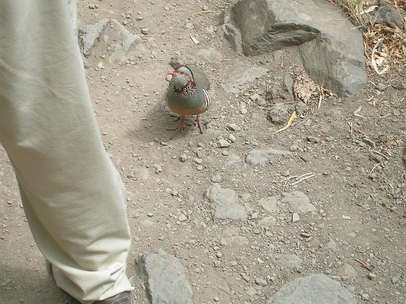 20080529_120217_tenerife_barranco_del_infierno_sb.jpg