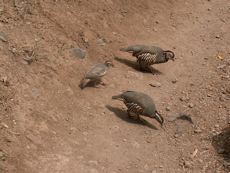 20080529_120545_tenerife_barranco_del_infierno_hb.jpg