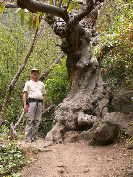 20080529_124053_tenerife_barranco_del_infierno_hb.jpg
