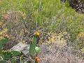 20080529_113752_tenerife_barranco_del_infierno_eb