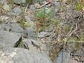 20080529_115425_tenerife_barranco_del_infierno_eb