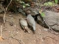 20080529_120032_tenerife_barranco_del_infierno_eb