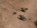 20080529_120545_tenerife_barranco_del_infierno_hb