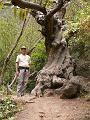 20080529_124053_tenerife_barranco_del_infierno_hb