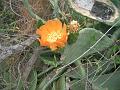 20080529_143140_tenerife_barranco_del_infierno_sb