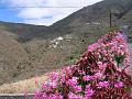 20080601_121217_tenerife_masca_sb