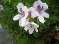 20080601_121459_tenerife_masca_sb