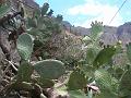 20080601_132222_tenerife_masca_sb