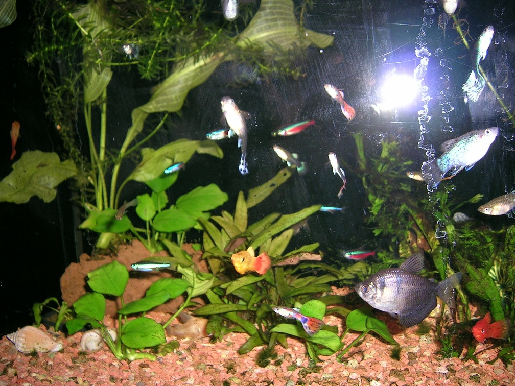 20050817_193111_hoofddorp_aquarium.jpg