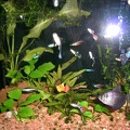 20050817_193111_hoofddorp_aquarium.jpg