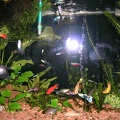 20050817_193120_hoofddorp_aquarium.jpg