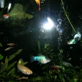 2005 Hoofddorp Aquarium