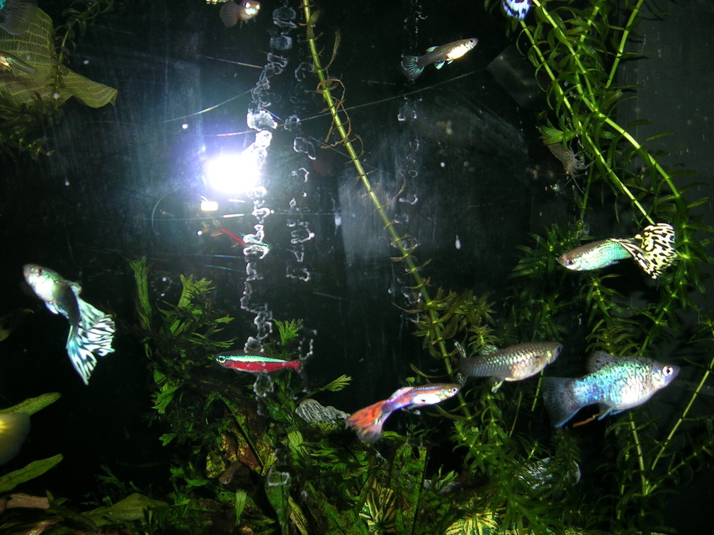 20050817_193140_hoofddorp_aquarium.jpg