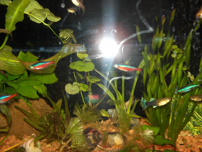 20051213_233053_hoofddorp_aquarium.jpg