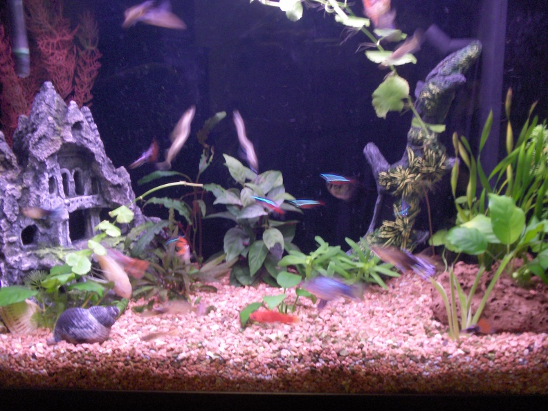 20051226_172937_hoofddorp_kerst_nieuwjaar_aquarium.jpg