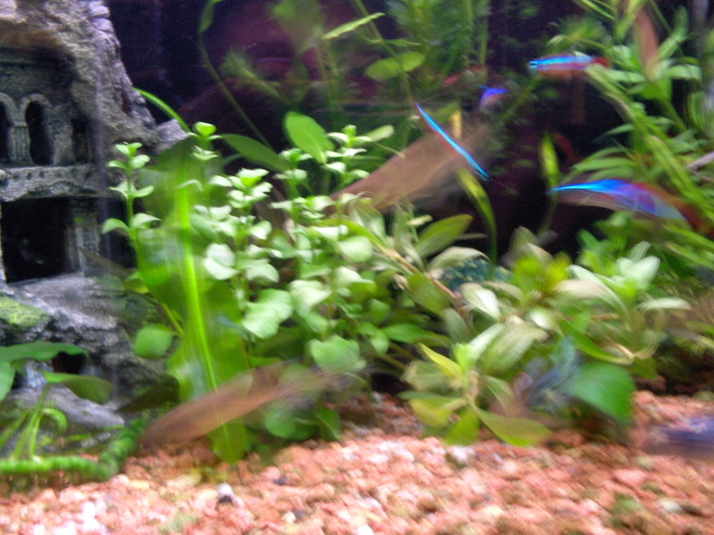 20060127_002610_hoofddorp_aquarium.jpg
