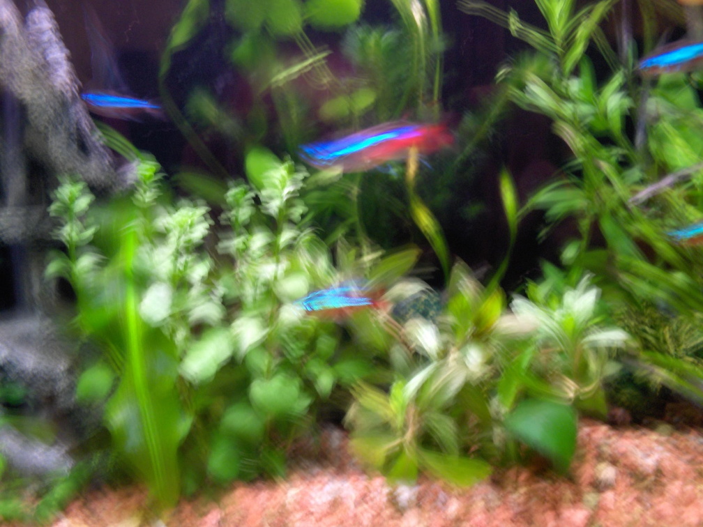 20060127_002611_hoofddorp_aquarium.jpg