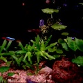 ▶ 2005 Hoofddorp Aquarium