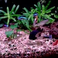 ▶ 2005 Hoofddorp Aquarium
