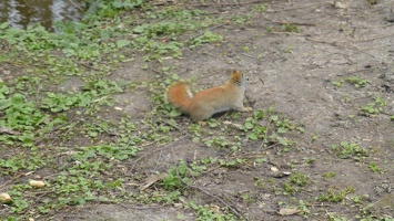 20160401 Eekhoorn Boefke in actie in het Leeuwarder Bos (2016)