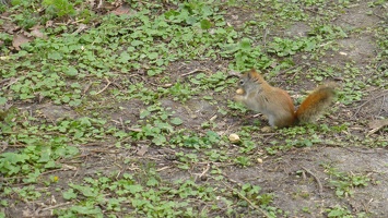 20160402 Eekhoorn Boefke in actie in het Leeuwarder Bos (2016