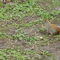 20160402 Eekhoorn Boefke in actie in het Leeuwarder Bos (2016