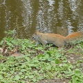 20160401 Eekhoorn Boefke in actie in het Leeuwarder Bos (2016)