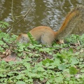 20160401 Eekhoorn Boefke in actie in het Leeuwarder Bos (2016)