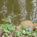 20160401 Eekhoorn Boefke in actie in het Leeuwarder Bos (2016)