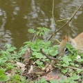 20160401 Eekhoorn Boefke in actie in het Leeuwarder Bos (2016)