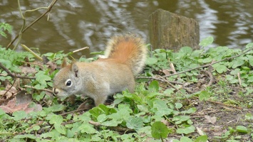 20160401 Eekhoorn Boefke in actie in het Leeuwarder Bos (2016)