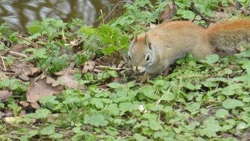 20160401 Eekhoorn Boefke in actie in het Leeuwarder Bos (2016)