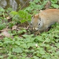 20160401 Eekhoorn Boefke in actie in het Leeuwarder Bos (2016)