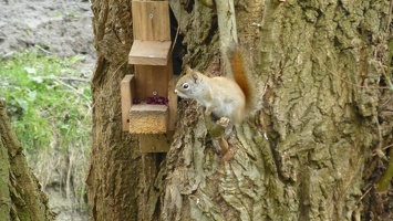 20160401 Eekhoorn Boefke in actie in het Leeuwarder Bos (2016)