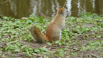 20160401 Eekhoorn Boefke in actie in het Leeuwarder Bos (2016)
