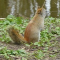20160401 Eekhoorn Boefke in actie in het Leeuwarder Bos (2016)