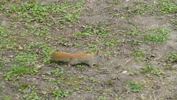 20160401 Eekhoorn Boefke in actie in het Leeuwarder Bos (2016)