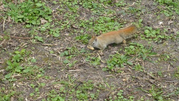 20160401 Eekhoorn Boefke in actie in het Leeuwarder Bos (2016)