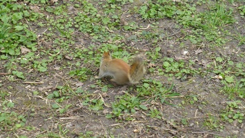 20160401 Eekhoorn Boefke in actie in het Leeuwarder Bos (2016)