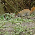 20160402 Eekhoorn Boefke in actie in het Leeuwarder Bos (2016)