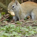 20160402 Eekhoorn Boefke in actie in het Leeuwarder Bos (2016)